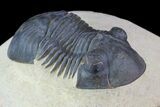 Paralejurus Trilobite Fossil - Foum Zguid, Morocco #70072-1
